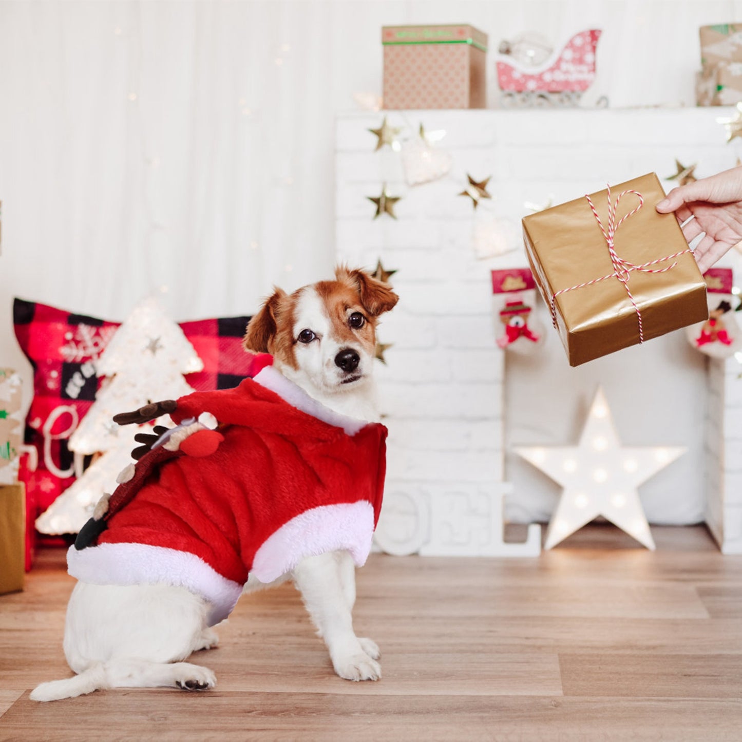 Pet Christmas Costume – Santa & Reindeer