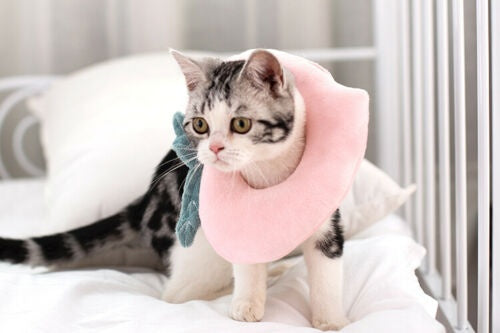 Protective Elizabethan Collar for Cats & Puppies