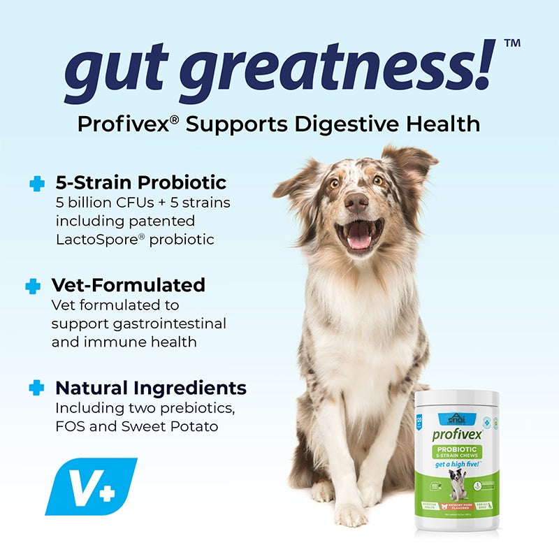 Probiotic Chews for Dogs – Digestive & Gut Health Support